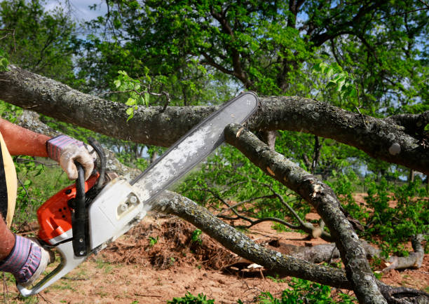 Tree Branch Trimming in Richland, PA